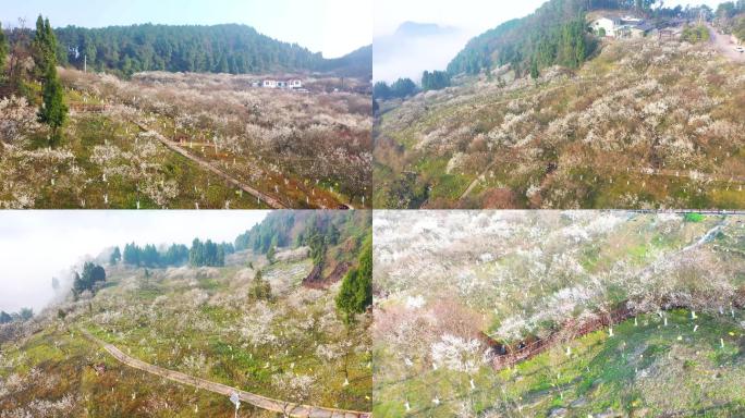 达川区乌梅花开