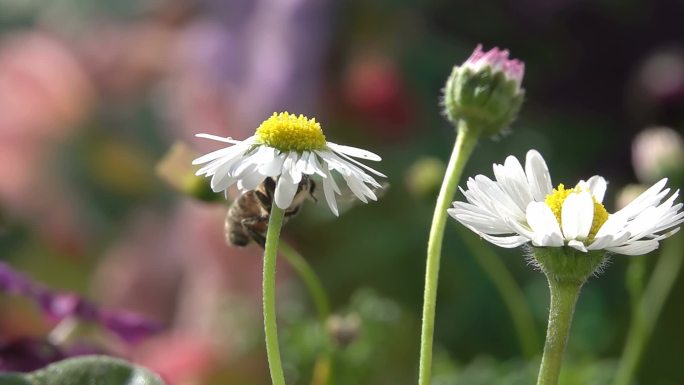 采蜜的蜜蜂特写慢动作煽动翅膀菊花野花