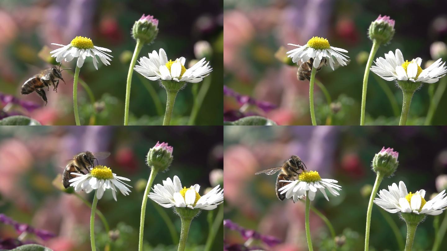 采蜜的蜜蜂特写慢动作煽动翅膀菊花野花