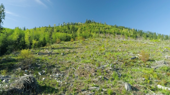 砍伐森林树木松科生态系统
