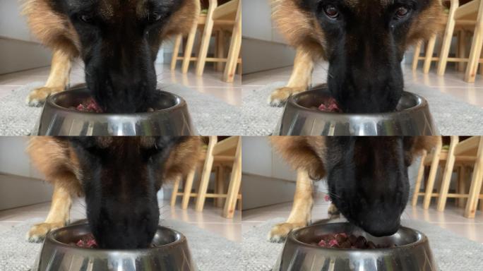 德国牧羊犬餐熟食喂食