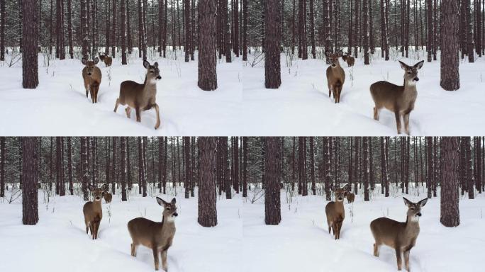 冬季森林中的两只鹿