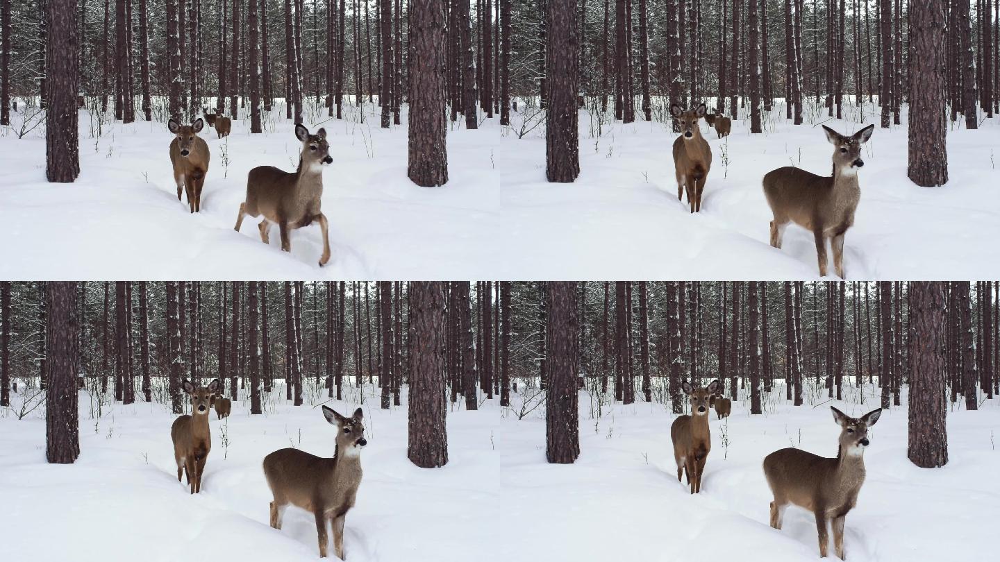 冬季森林中的两只鹿