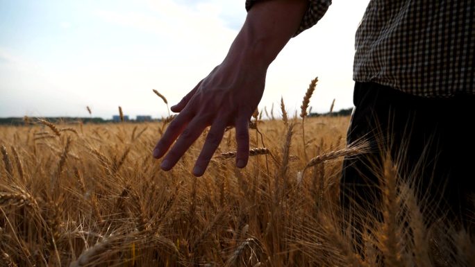 农民的手在草地上抚摸成熟的小麦。
