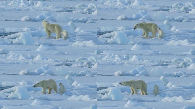 带幼崽的北极熊北极熊特写拍摄保护动物宣传