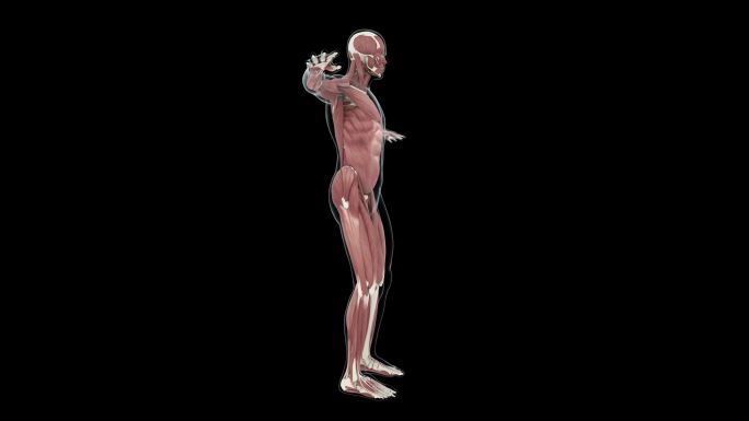 12组人体肌肉扫描及运动画面