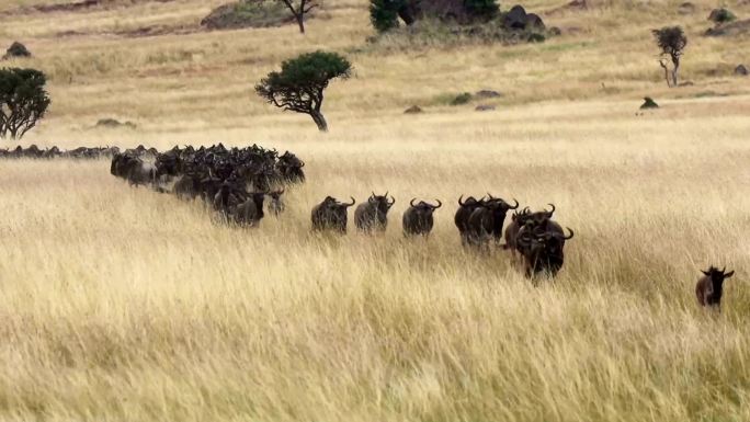 马赛马拉的角马群非洲大草原野性