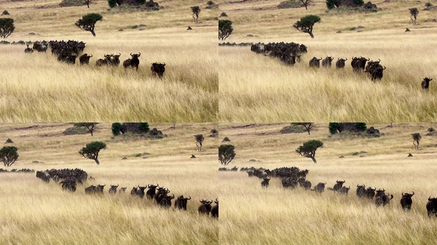 马赛马拉的角马群非洲大草原野性