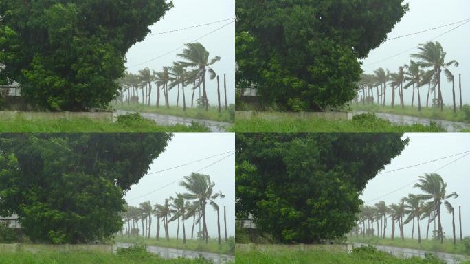大雨和强风下的树木