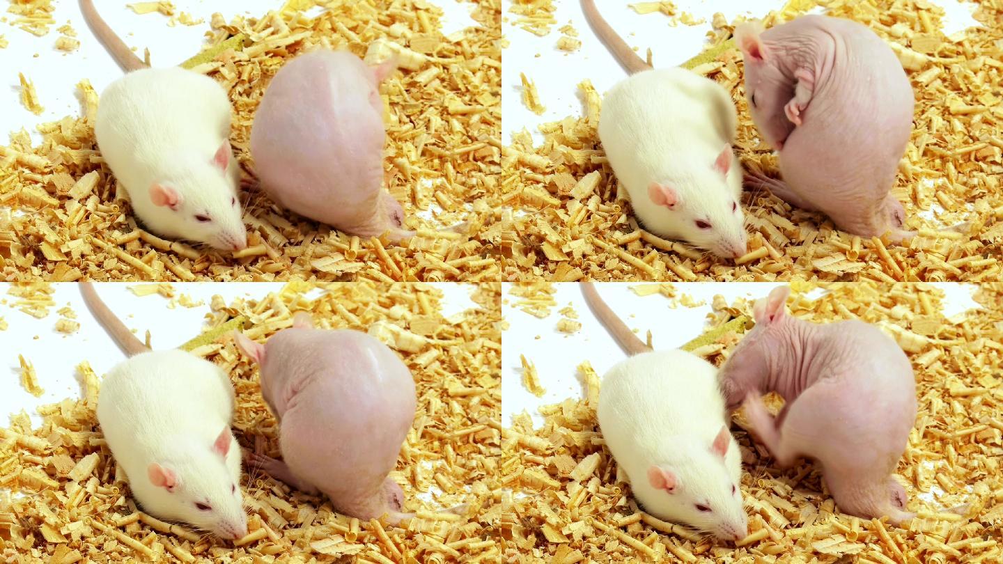 一只无毛的粉红色老鼠在抓皮肤。