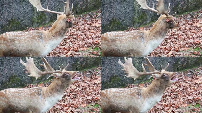 一只雄性休闲鹿的特写镜头