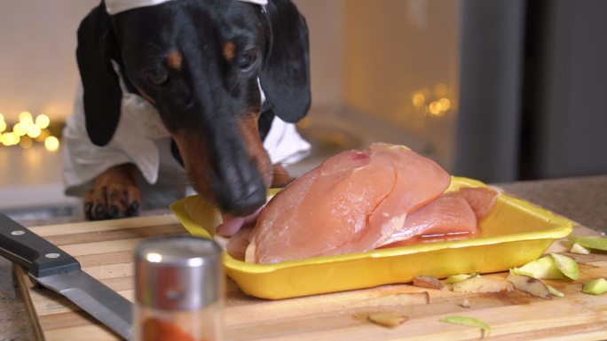 达克斯猎犬穿着厨师的服装偷走了生鸡肉片