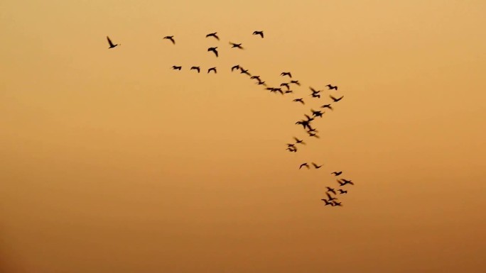 鸟儿在日落时飞翔迁徙大雁南飞飞鸟