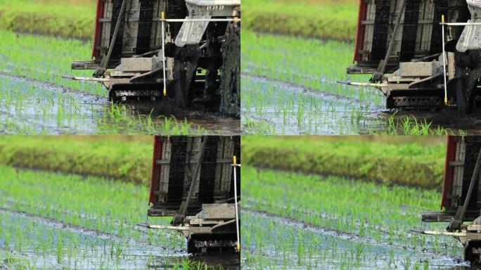 日本水稻种植景观大型农机水稻稻米