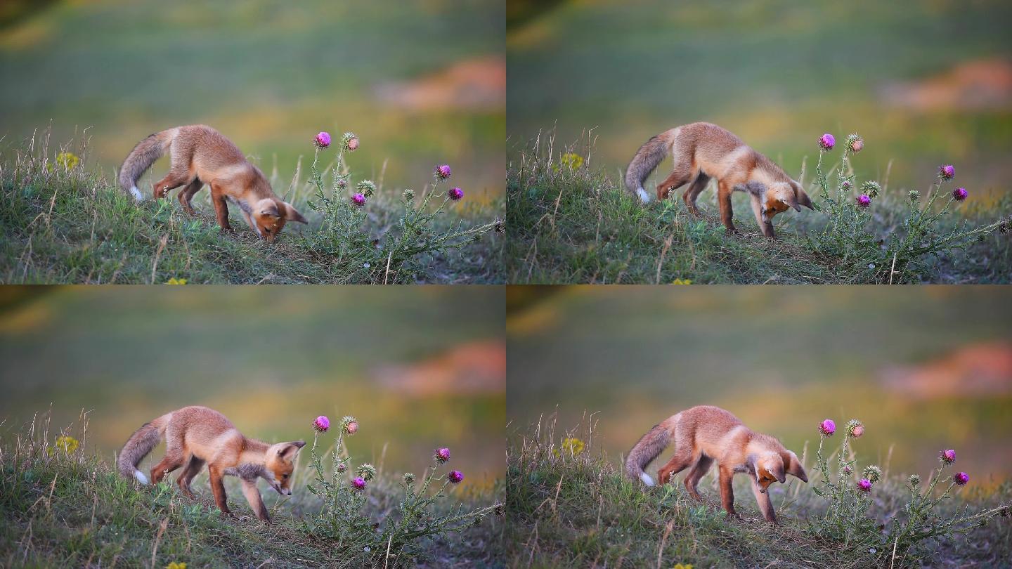 小红狐狸大自然自然丛林幼崽野花花朵