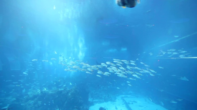 海洋生物水族馆公园海底海水深蓝鱼海鱼深海
