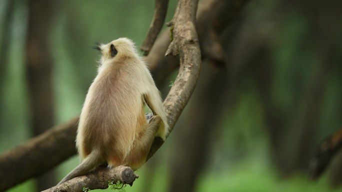 哈努曼叶猴保护区原始森林热带雨林