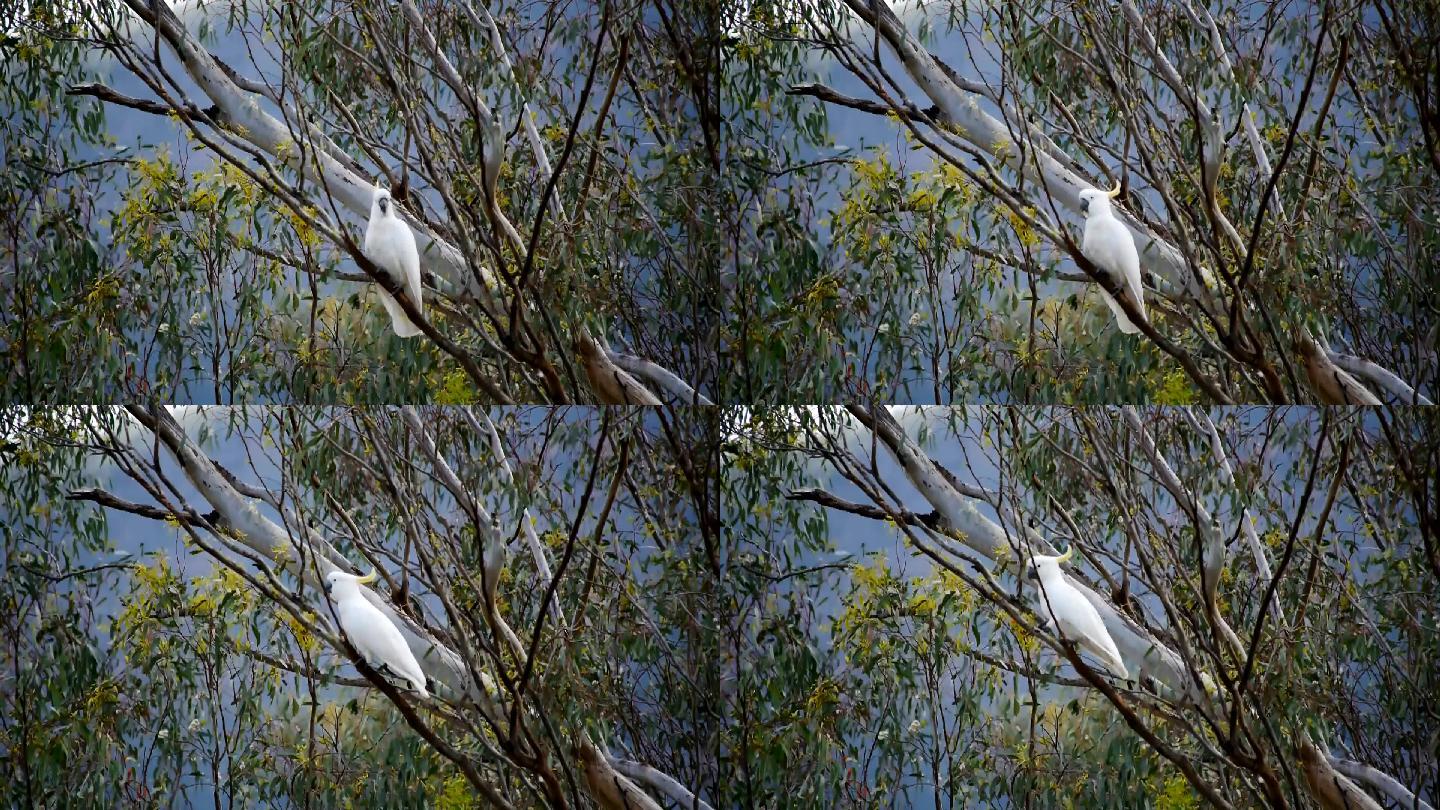 硫冠凤头鹦鹉树枝树梢鸟类自然风光