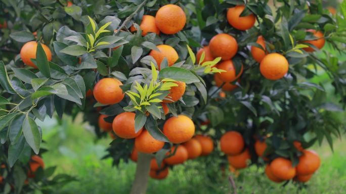 果园柑橘实拍