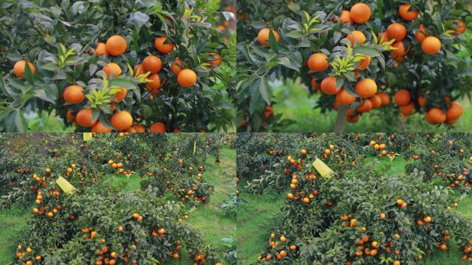 果园柑橘实拍