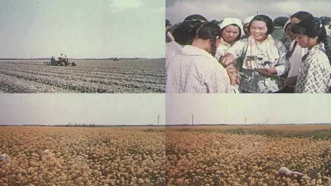 60年代上海农业副业生产