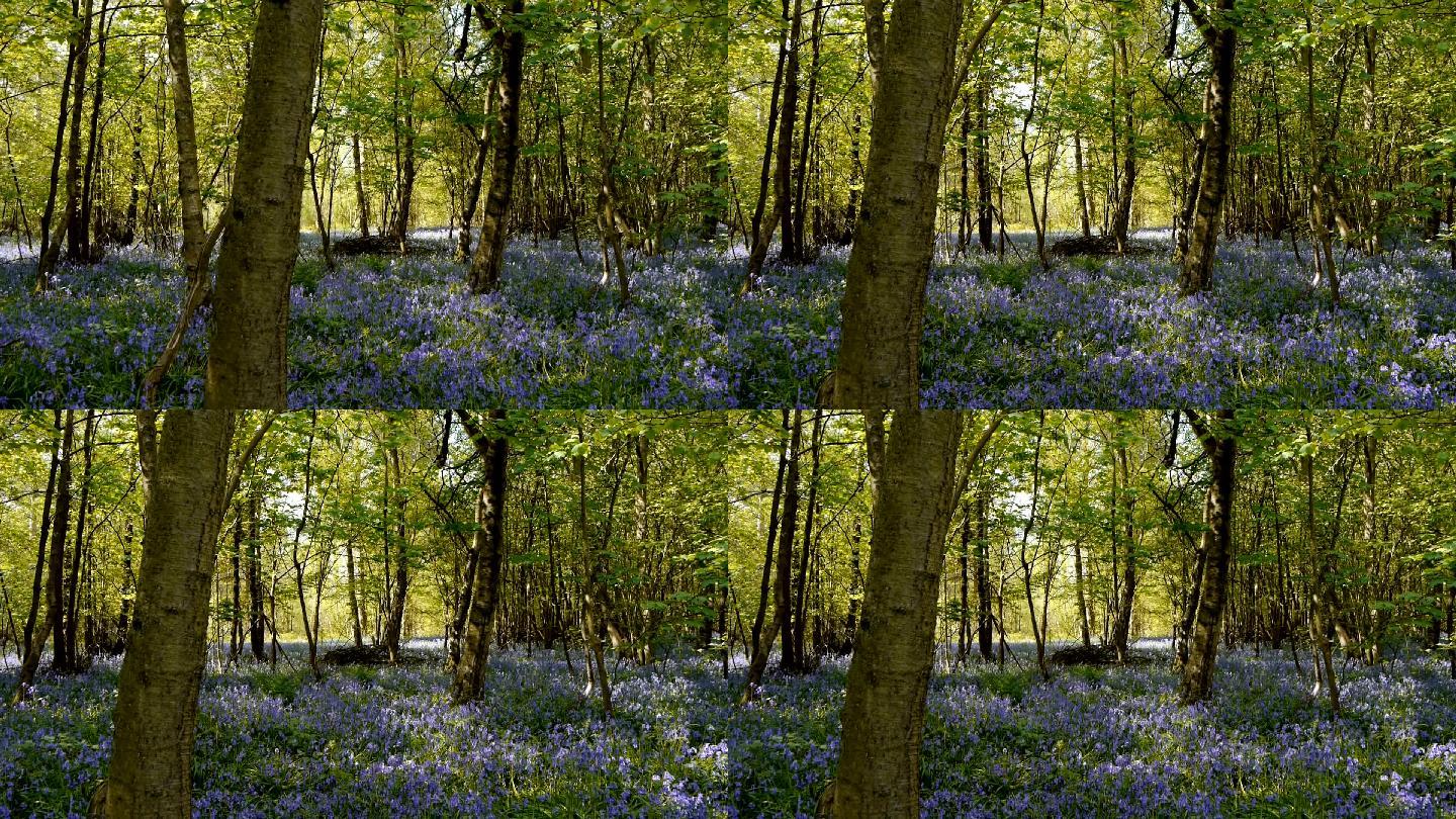覆盖着蓝莓花的森林地面