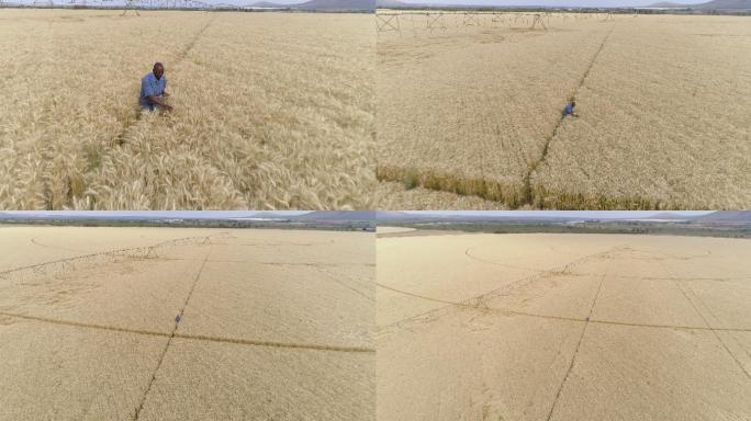 农民使用数字平板电脑在农场上监视小麦作物