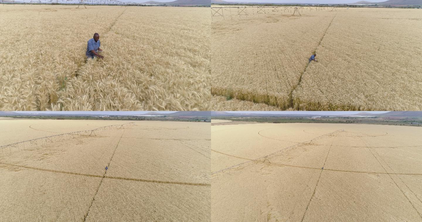 农民使用数字平板电脑在农场上监视小麦作物
