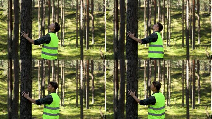 林业人员检查松树质量