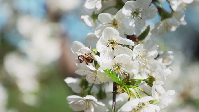 蜜蜂在授粉采蜜花海春天百花绽放唯美樱花植