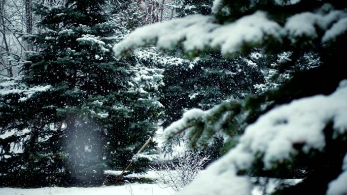 雪落在冷杉树枝上树松科暴风雪