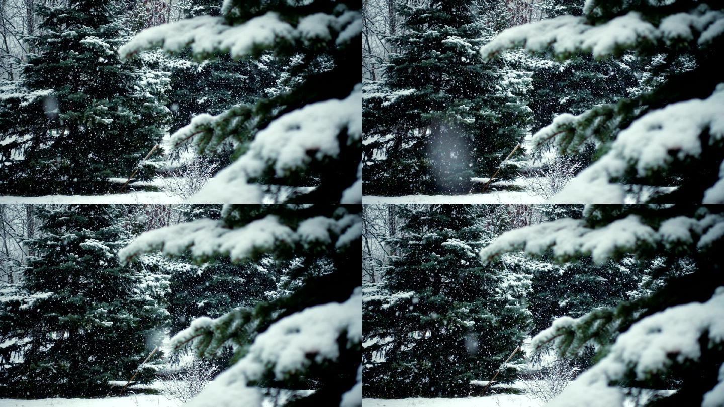雪落在冷杉树枝上树松科暴风雪