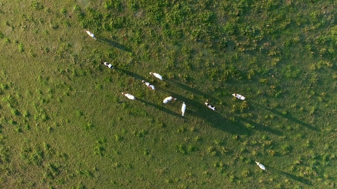 日出时牧场上的牛群