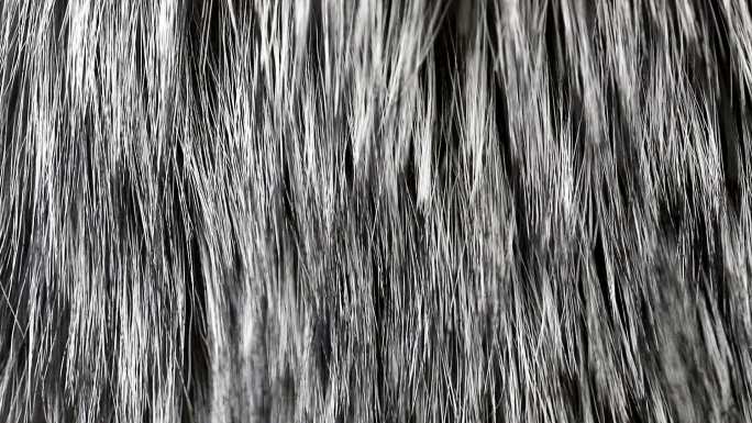 黑狐的天然毛皮毛发吹银灰色
