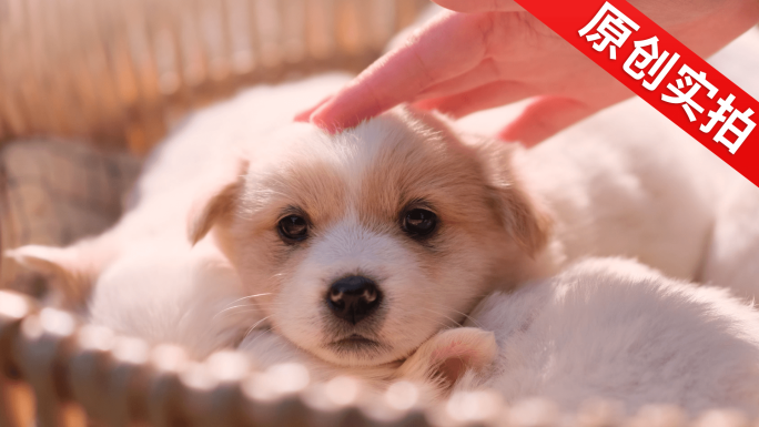 撸狗可爱宠物小狗幼犬