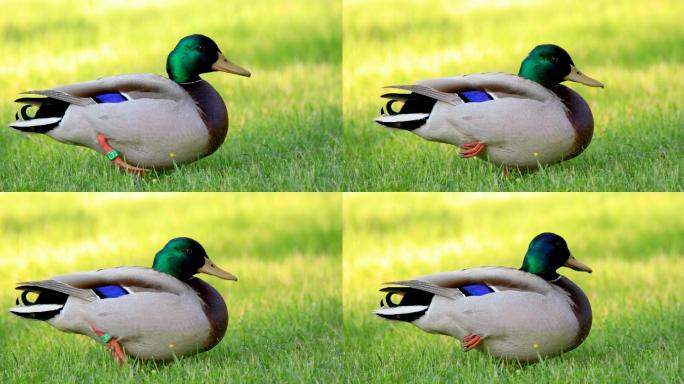 长满草的湿地上的一只雄性绿头鸭