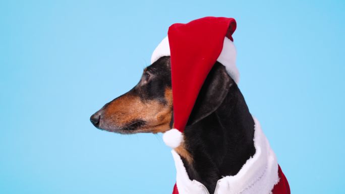小腊肠犬，穿着滑稽的圣诞老人服装