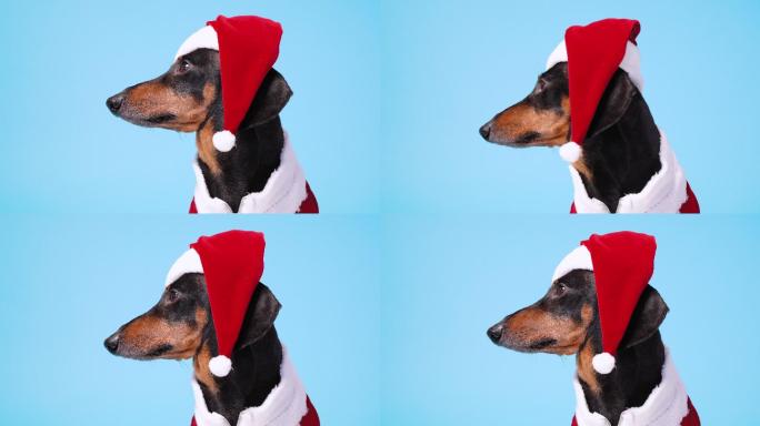 小腊肠犬，穿着滑稽的圣诞老人服装