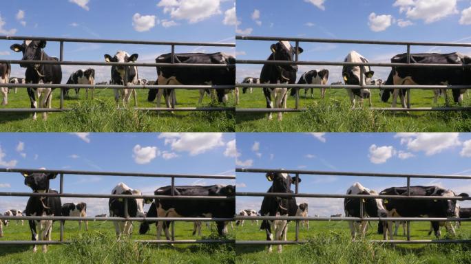 荷斯坦黑白奶牛在荷兰的草地上吃草