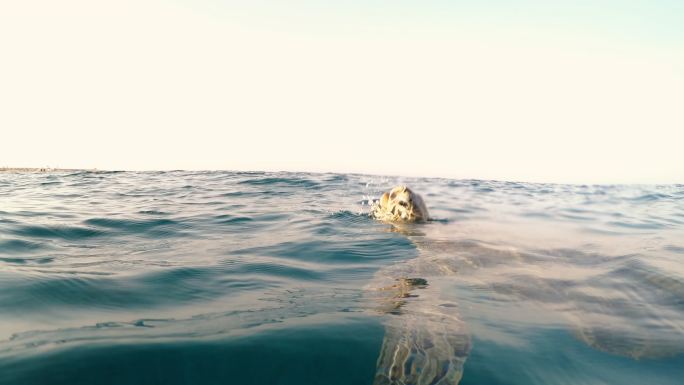 乌龟海龟在海里游泳