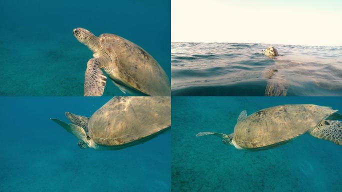 乌龟海龟在海里游泳