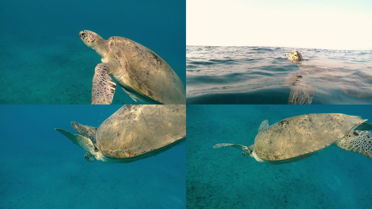 乌龟海龟在海里游泳