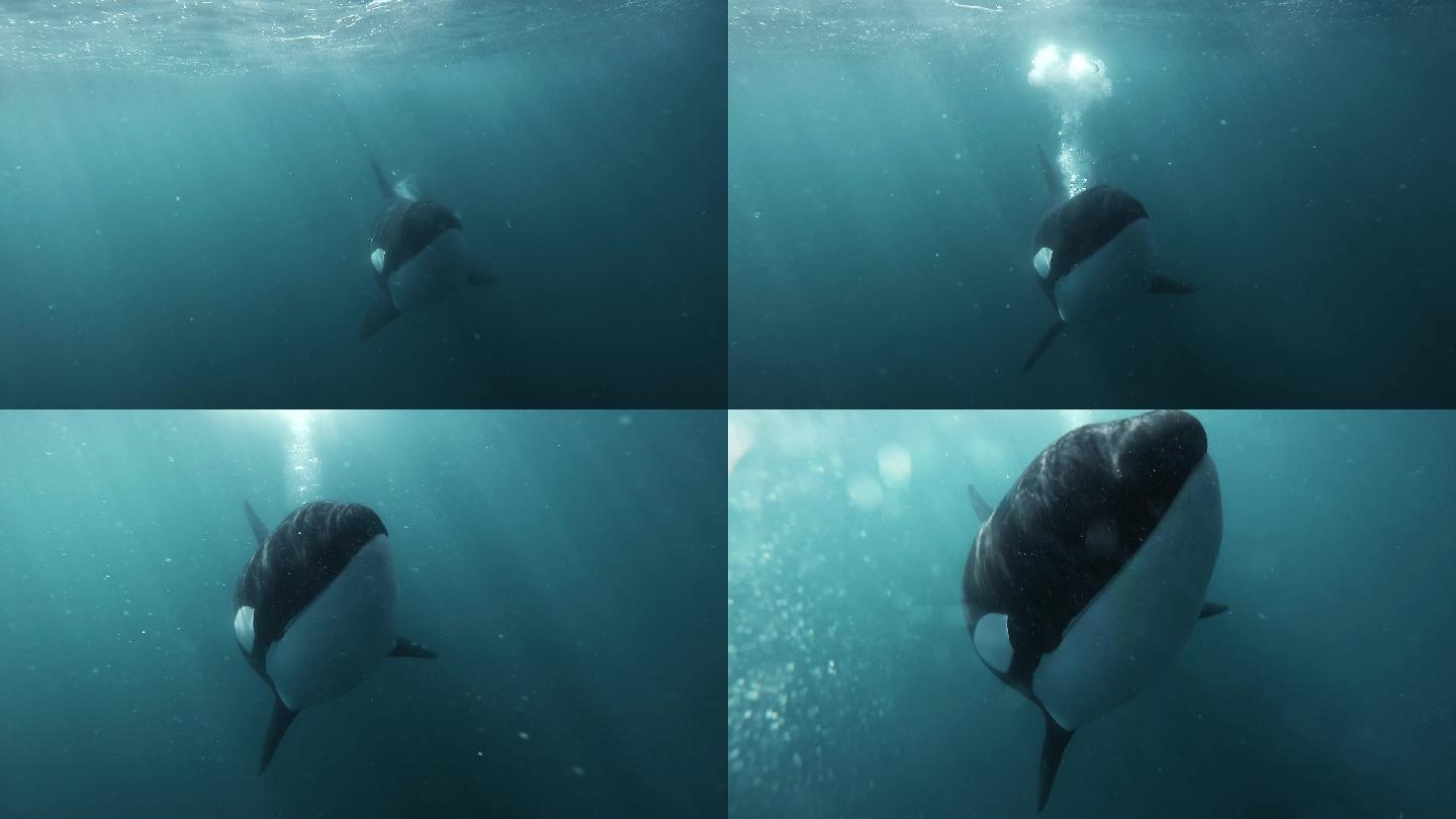 逆戟鲸海洋动物海洋霸主虎鲸虎鲸觅食