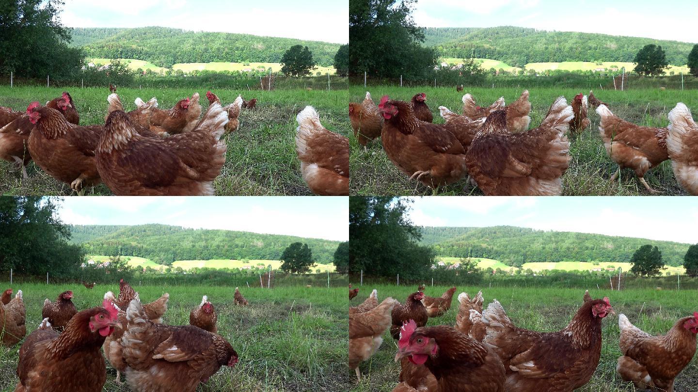母鸡在绿色草坪上自由放养