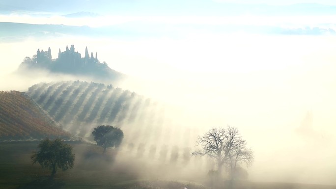 晨雾笼罩着田野和葡萄园