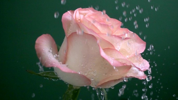 雨滴落在粉红色的玫瑰上。