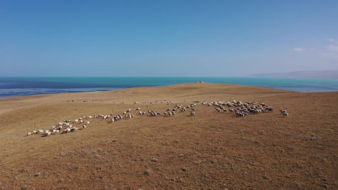 4K航拍青海湖畔羊群