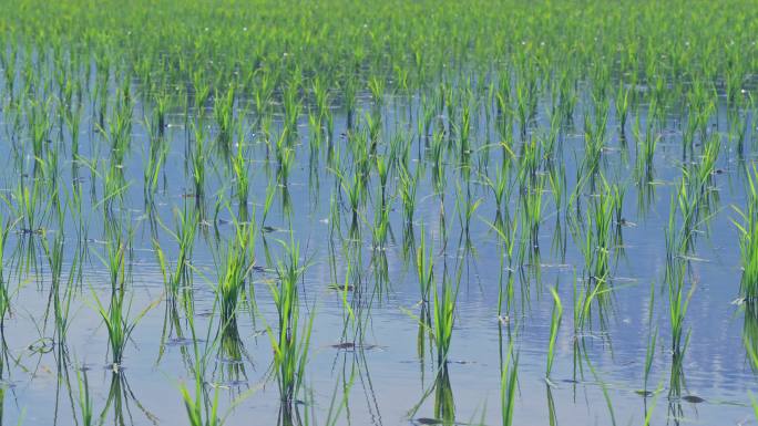 风吹在小水稻上。水稻谷农业丰收稻田小麦粮