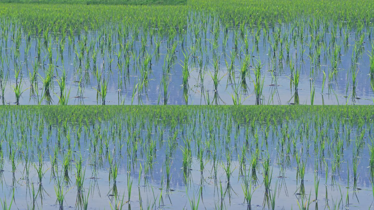 风吹在小水稻上。水稻谷农业丰收稻田小麦粮
