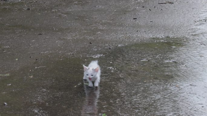 雨后在街上弄湿了的流浪的小猫